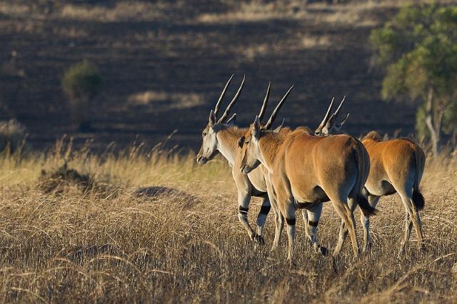 102 Tanzania, N-Serengeti, elandantilope.jpg